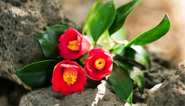 Red Flowers on Volcanic Rock Texture