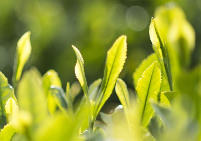 Green Leaves Texture