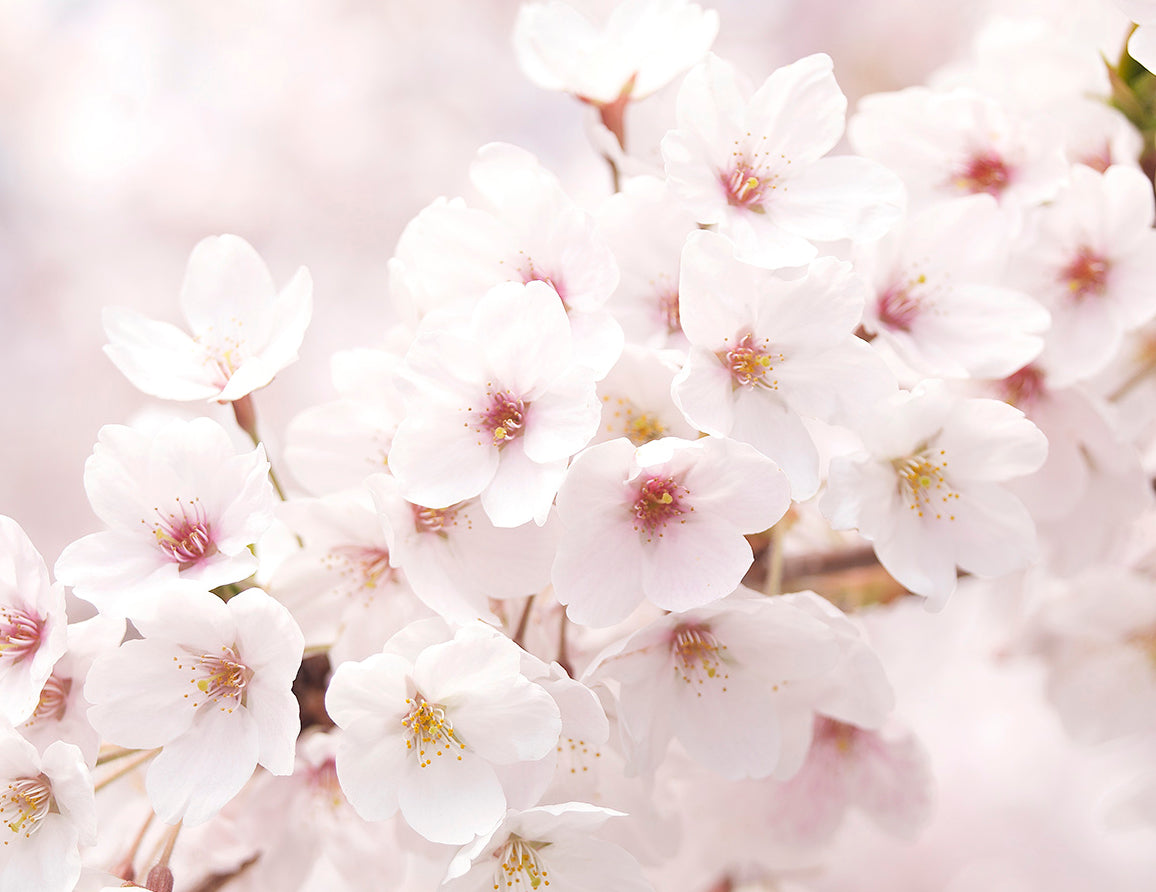 Cherry Blossom Texture