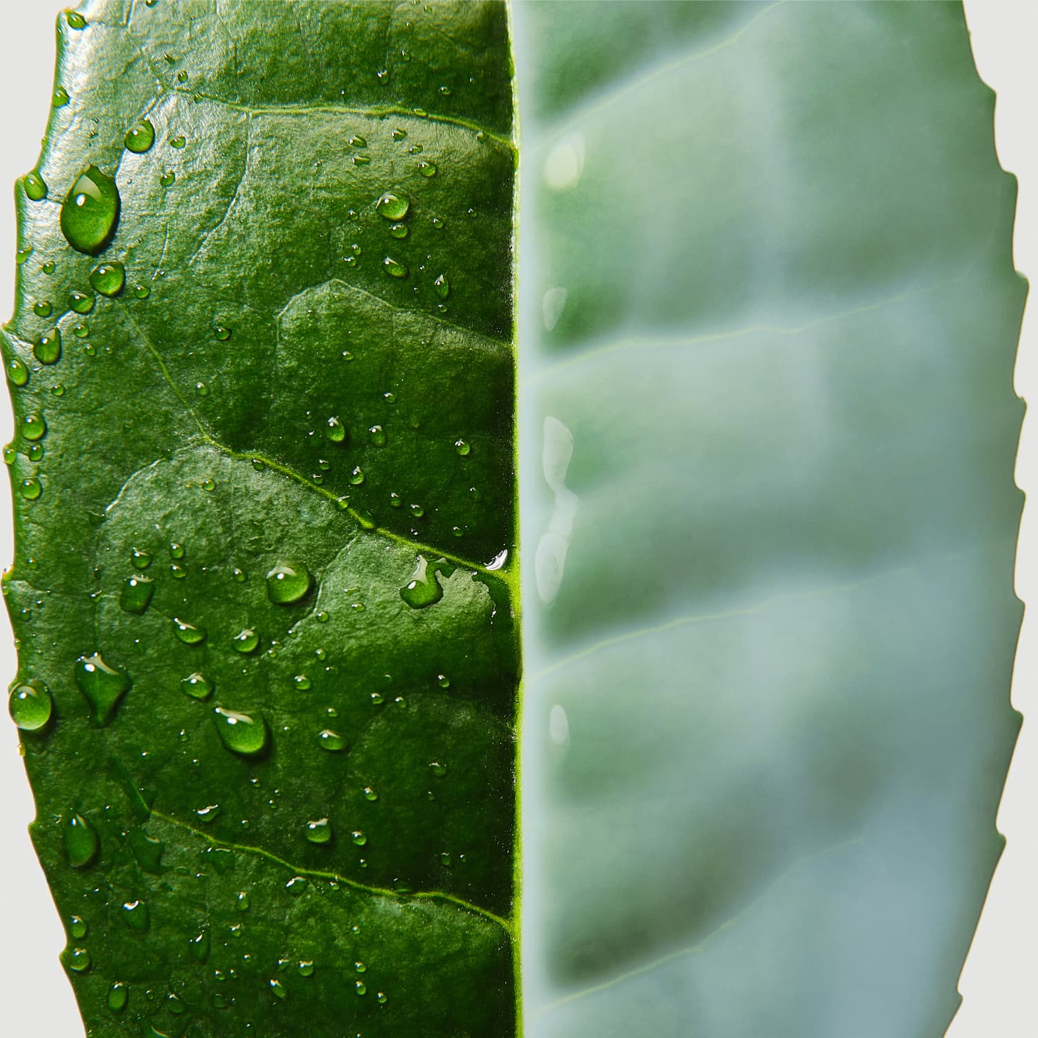 Green Tea Ceramide ingredient