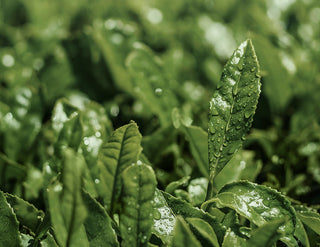 Green Tea Leaves Texture