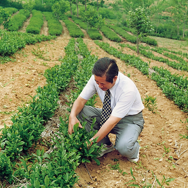 innisfree founder in a green tea field