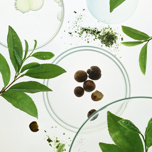 A styled flat-lay of green tea ingredients on a white background, featuring fresh green tea leaves, loose green tea powder, and whole brown tea seeds inside clear glass bowls.