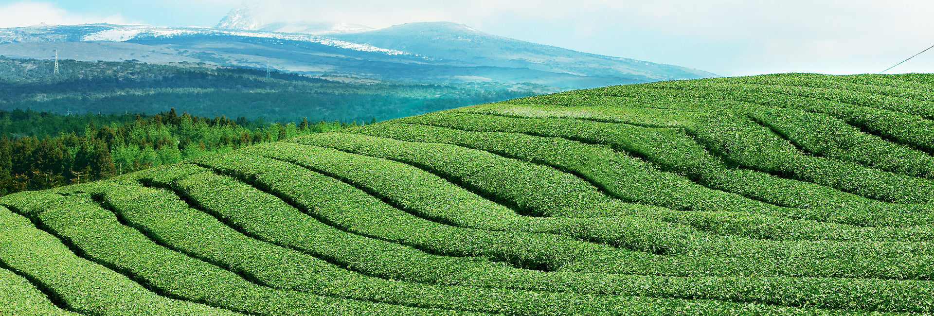 Scenic Jeju Island lanscape