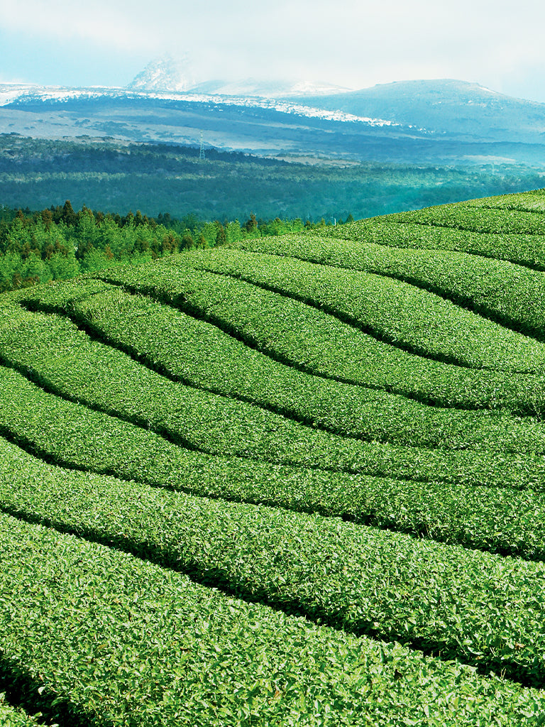 Scenic Jeju Island lanscape