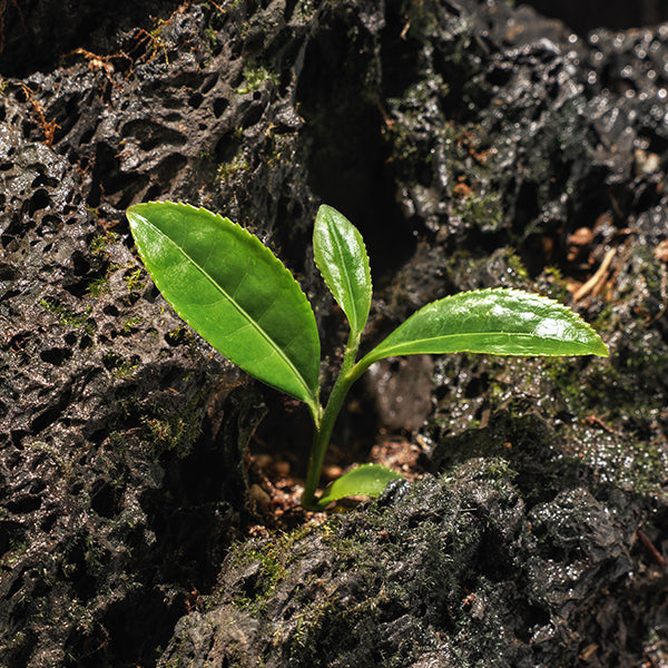 A small green leafy plant growing between dark, textured volcanic rock or bark.