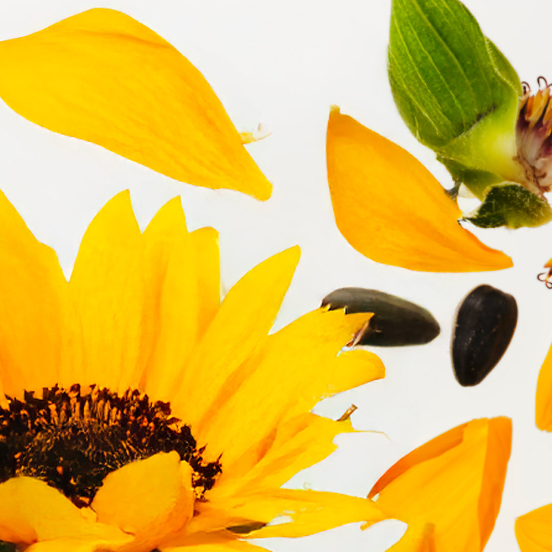 Sunflower Ingredient