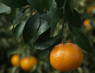 Tangerine with Leaf Texture