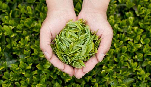 Model Holding Green Tea Leaves