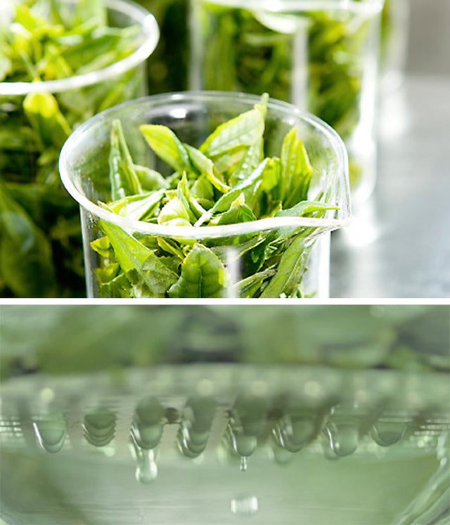 Green Tea Leaves in Glass Jar